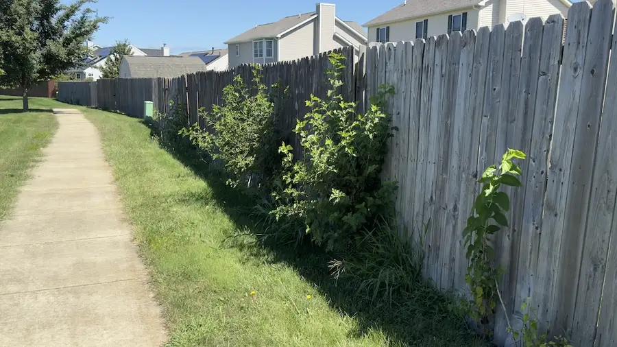 Example of overgrown vegetation on fence - wooden fence with plants growing through
