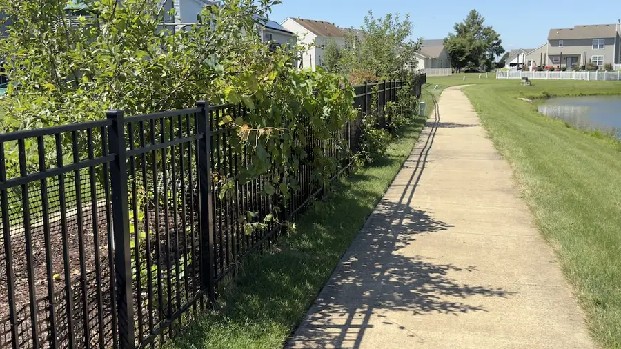 Example of overgrown vegetation on black metal fence along pathway