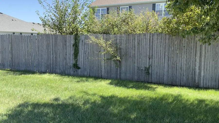 Example of vegetation growing through wooden fence panels