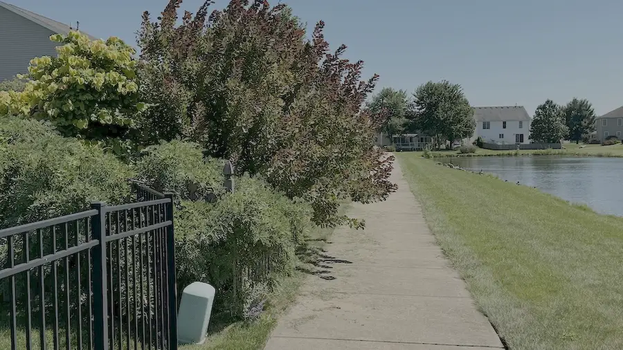 Example of trees overhanging metal fence along lake pathway