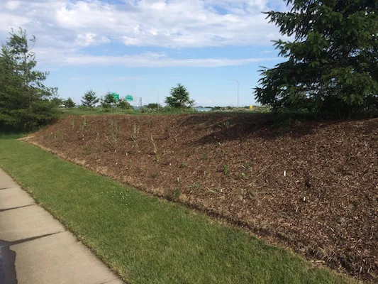 Native prairie plants in the Greenbelt Buffer
